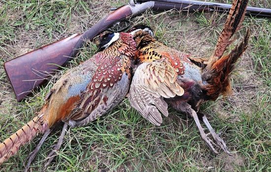 News from John Dickson & Son - May 2024